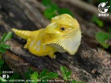 Animal Heavenly Body Pogona Vitticeps (Citrus) - Bearded Dragon Statue picture