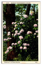 Mountain Rhododendron In Bloom picture