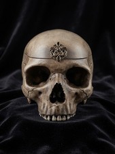 Realistic Human Skull Box picture