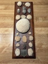 1958 Vintage Coral Specimen Collection Havana Cuba Uncle Paul Mounted Display picture