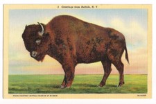 Buffalo NY Postcard New York Bison Animal picture