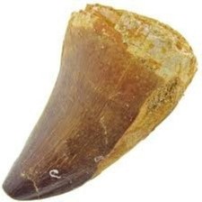 MOSASAURUS TOOTH MARINE DINOSAUR MOSASAUR REAL GIANT FOSSIL EXTINCT RELIC NICE picture