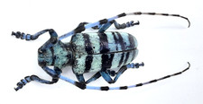 Cerambycidae, Anoplophora medenbachii, male, aberration, Aa-, 27 mm, Sumatra picture
