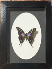 Purple Spotted Swallowtail (Graphium weiskei) New Guinea, framed real insect picture