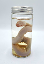 Preserved Snake Wet Specimen - ALBINO Ball Python in Glass Specimen Jar picture