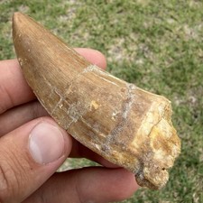 Dinosaur Tooth Fossil 3.27” Charcharodontosaurus T Rex Relative 100% Authentic picture