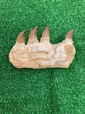 beautiful Jaw Mosasaurus Jaw 70 million years old From Morocco Very Rare picture