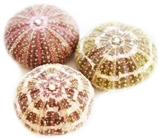 Set of 3 Beautiful Alfonso Sea Urchin 2 - 3