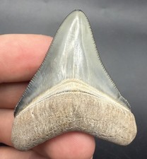 Megalodon Tooth Golden Beach Florida 2.17” Top Quality picture