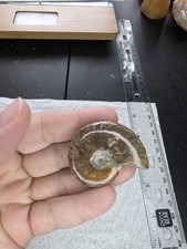 Ammonite 28g picture