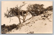 Sand dune Pacific Grove CA RPPC Postcard California coast Monterey Peninsula picture