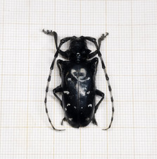 CERAMBYCIDAE Anoplophora glabripennis - NORTH VIETNAM - A1 Female 33mm Nice Size picture