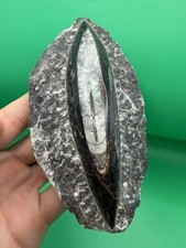 Beautiful Orthoceras Fossil Paleozoic Era Moroccan Fossil Display picture