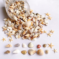 1200 PCS Tiny Sea Shells &10 Small Starfish - Mixed Ocean Beach Spiral picture