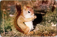 Vintage Real Photo Postcard - Cute Red Squirrel - Nestor Falls, Ontario, Canada picture