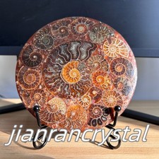Top Natural Ammonite Disc Fossil Conch Specimen Reiki Healing +Stand 1PC picture
