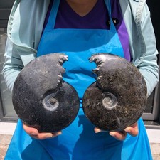 2 pcs 4.42 LB Natural Ammonite Fossil Polished Large Display Piece Healing 6811 picture