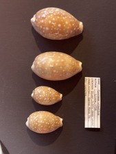 Set Of 4 Cyprasa vitellus With Full Collection Data. Rare Collectors Gifts Decor picture