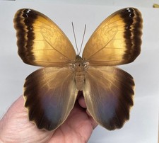 BRASSOLIDAE CALIGO ARISBE ARISBE*****RAR  female****BRAZIL picture