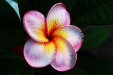 Digital picture wallpaper image beautiful flower photo by Paige picture