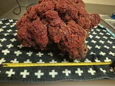 Large, rare, natural specimen of vintage red pipe organ coral (Tubipora musica) picture