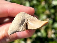 Pathological Fossil Sharks Tooth Otodus obliquus Morocco Deformed Teeth NICE picture