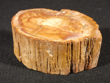 VERY Well Preserved BARK Polished Petrified WOOD Fossil Madagascar 287gr picture