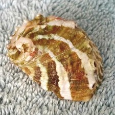 Haliotis volcanius #3  43.1mm GORGEOUS STRIPED BEAUTY from Java picture