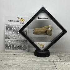 Camelops Prehistoric Ice Age Toe Bone Fossil In Display Case picture
