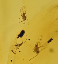 Small swarm of insects - Fossil Insect Inclusion in Dominican Amber picture