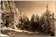 Winterwald Erzgebirge Snowy Forest East Germany Photo RPPC Postcard picture