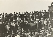 c1910 Cattle Auction  SOO Railroad Railway, MN  Antique Real Photo Postcard RPPC picture