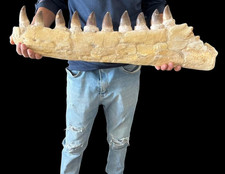 Mosasaur Jaw Specimen from Morocco, partial Mosasaurs skull Dino jaw fossil picture