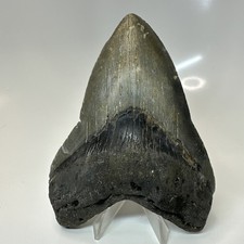 Megalodon Shark Tooth 5.04 Inch - Beautiful - Authentic Fossil - Natural 20739 picture