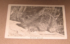 Merrifield MN Minnesota Cute Baby Bunny Snowshoe Rabbit Real Photo Postcard RP picture