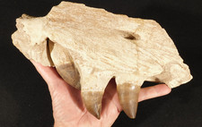 HUGE Nice Mosasaurus JAW Bone Fossil with THREE TOOTH Fossils Morocco 1400gr picture
