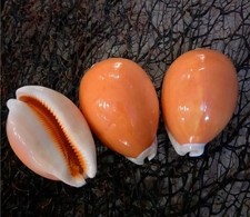 Large Natural Polished Golden Cowrie Seashell Rare Real Aquarium Decor 3-3.5