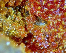 BELLITE, DIABOLEITE, SCHWARTZEMBERGITE - La Poderosa Mine, Caracoles, CHILE picture
