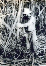CUBAN CUBA FIDEL CASTRO SUGAR CANE PORTRAIT ALBERTO KORDA 1960s ORIG PHOTO 541 picture