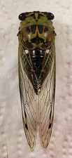 Annual Cicada: Neotibicien sp. (Cicadidae) USA Hemiptera Insect Specimen picture