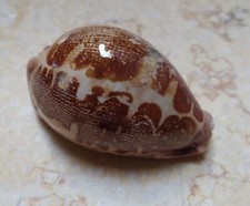 F Cypraea rosea mappa  singularis 70..5mm F++ great pattern natural glossy rare picture