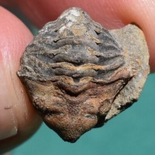 Trilobite, Schizostylus brevicaudatus - Bolivia, devonian, trilobite fossil picture