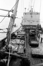 Scenes aboard Hull fishing trawler 'Ross Orion' on the fishing gro- Old Photo 12 picture