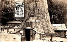 RPPC Postcard Lilley Redwood Park Believe It or Not Redwood Tree CA 23007 picture