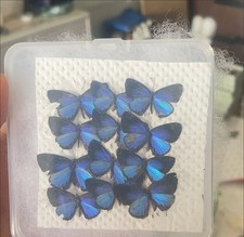20 Real Blue Butterfly Specimens Spread Wings A1/A- DIY Entomology Decor picture