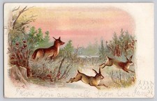 1907 Fox & Rabbits Chase Postcard - Strauss & Müller Wildlife Lithograph picture