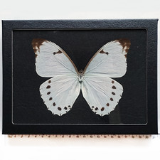 Morpho luna BLACK BACKGROUND REAL FRAMED BUTTERFLY WHITE GUATEMALA picture