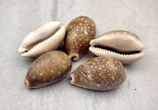 Calf Cowrie Seashells Light Brown Cypraea Vitellus (5 shells approx. 2+ inches) picture