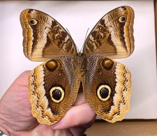 Brassolidae CALIGO URANUS****female  Nr. 2**** MEXICO picture
