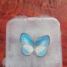 2 Pcs Elegant Gray Butterfly Specimen Pre-spread A1-A- Grade DIY Decor Gift picture